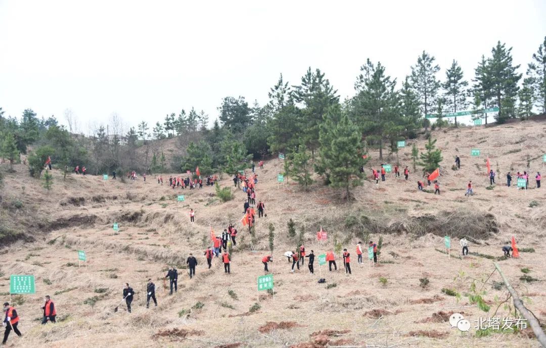 百团千树添新绿 袅袅春风植树忙——北塔区开展春季全民植树活动