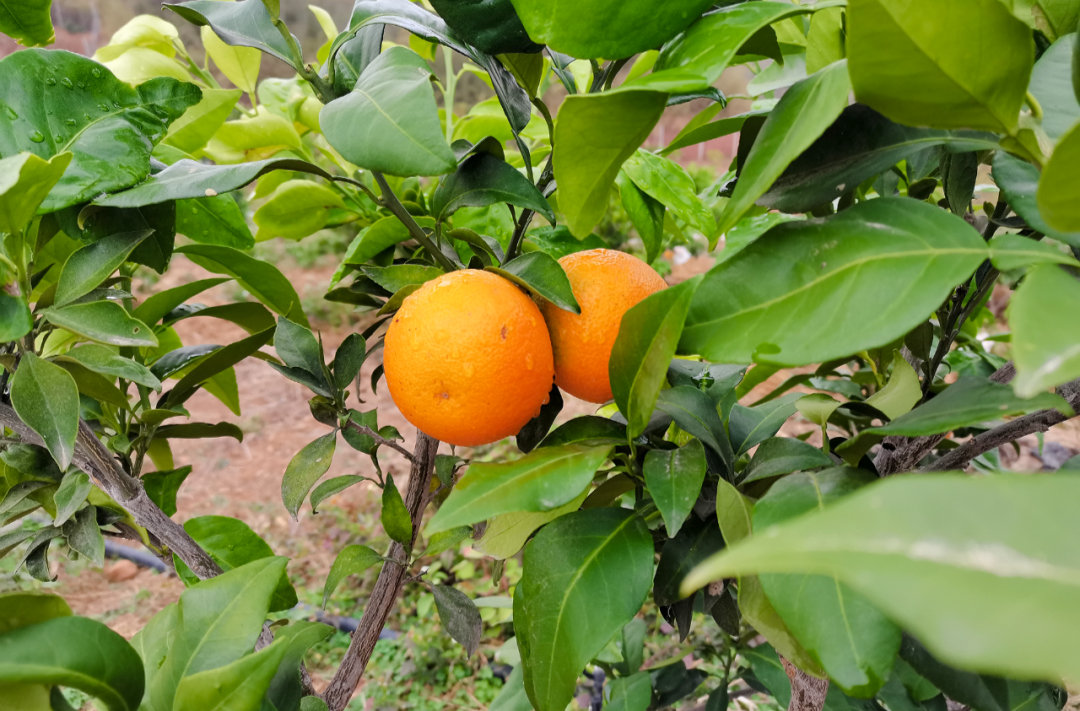 来谷洲村，吃果冻一样的桔子