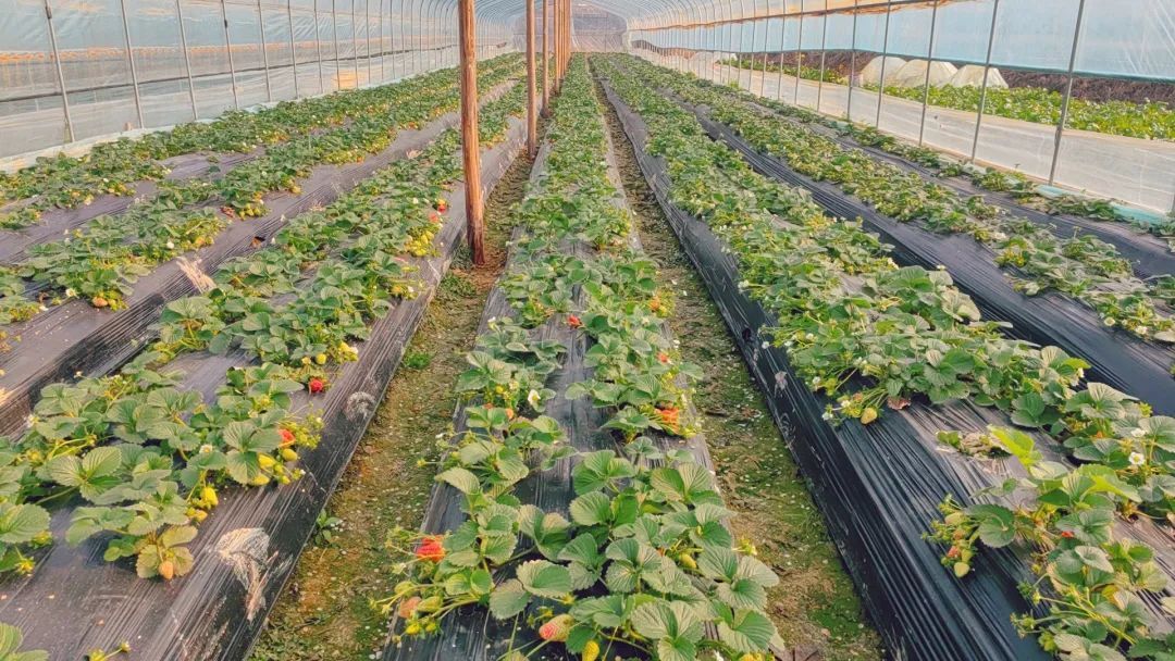 白田社区草莓抢“鲜”上市 引领乡村振兴“加速跑”