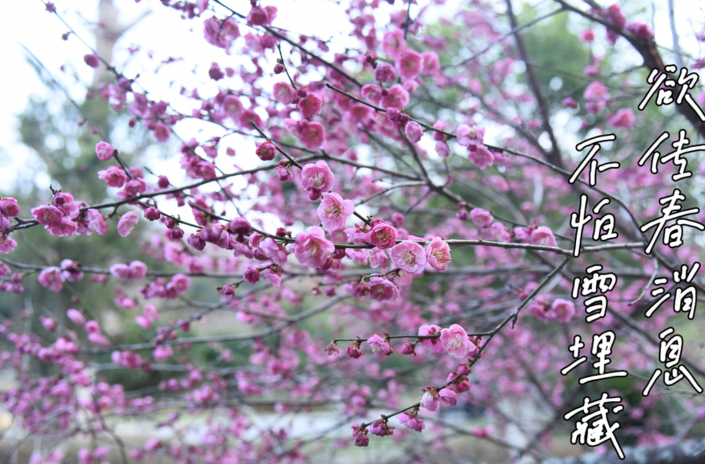 邵阳市北塔区：梅花诗里品春意