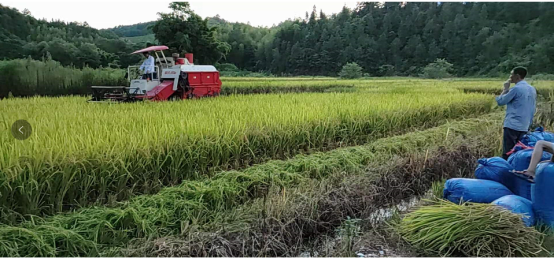 茶元头村：驻村工作队暖心助力村民收获忙