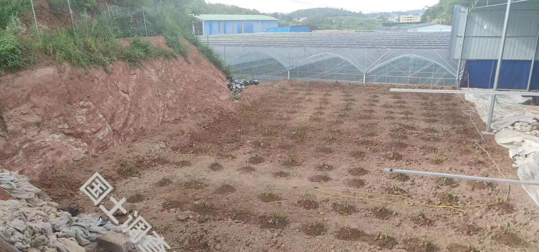 北塔区自然资源局开展“非农化”“非粮化”专项整治行动