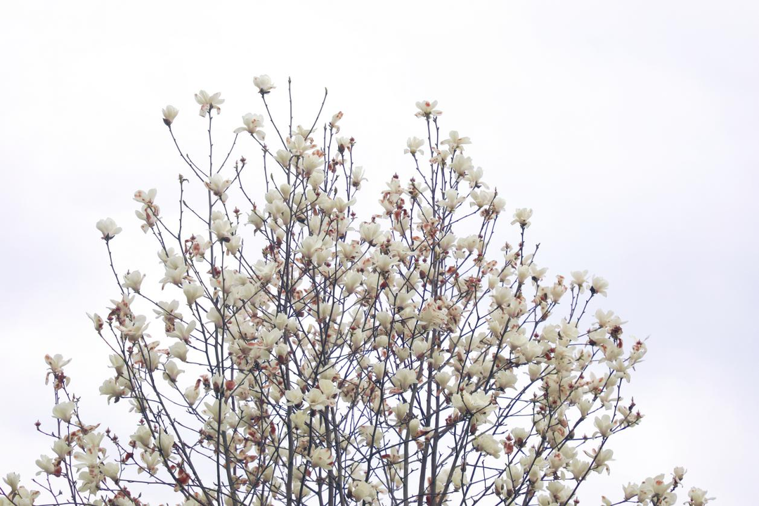 邵阳市北塔区：玉兰花开春自来