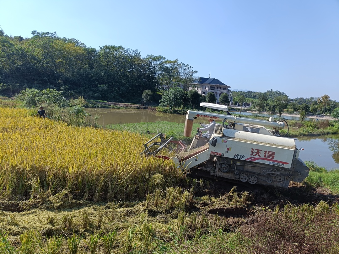 稻田飘香秋收忙，又是一年好“丰”景！