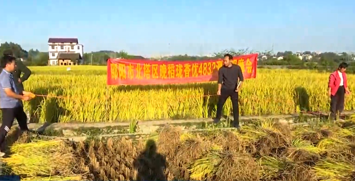 北塔区:实地测产“量”丰收 稻谷飘香粮满仓