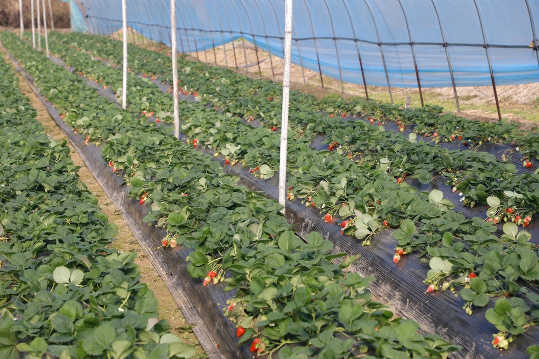 甜蜜来袭！与你共度“莓”好时节