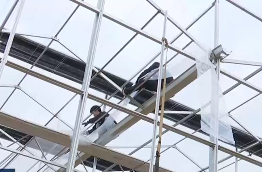 北塔区加快建设蔬菜智能育种工厂