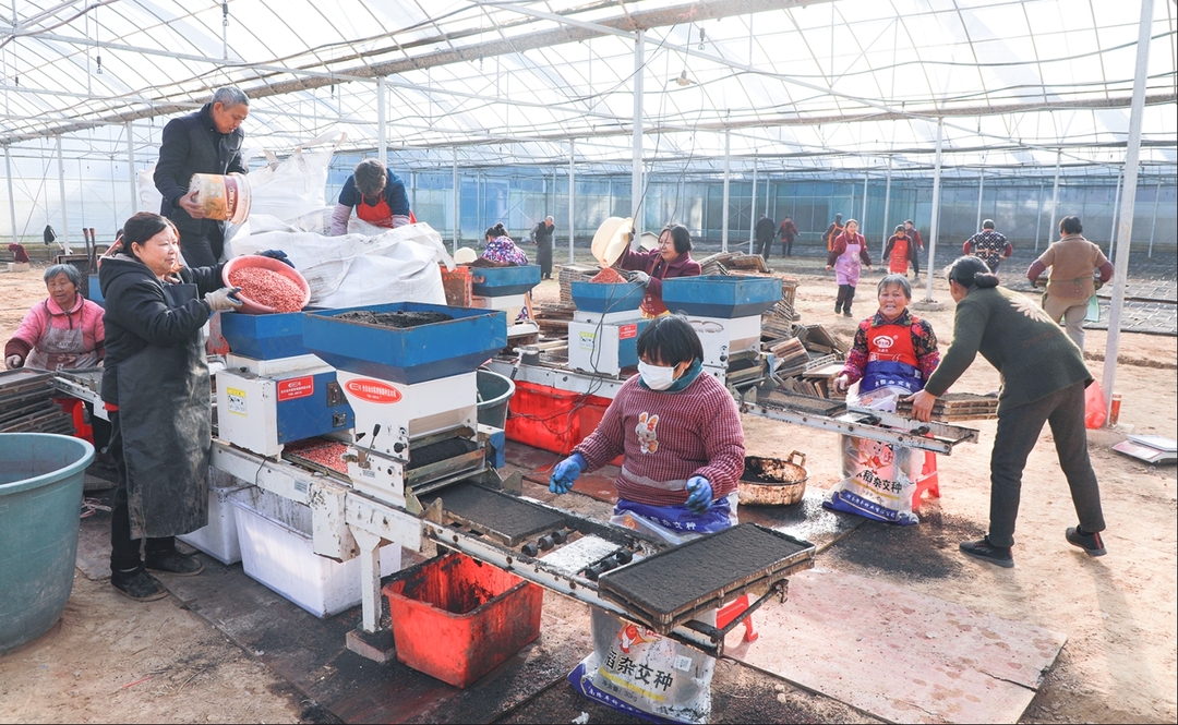 邵阳北塔区：工厂化集中育秧，为粮食增收提质增效