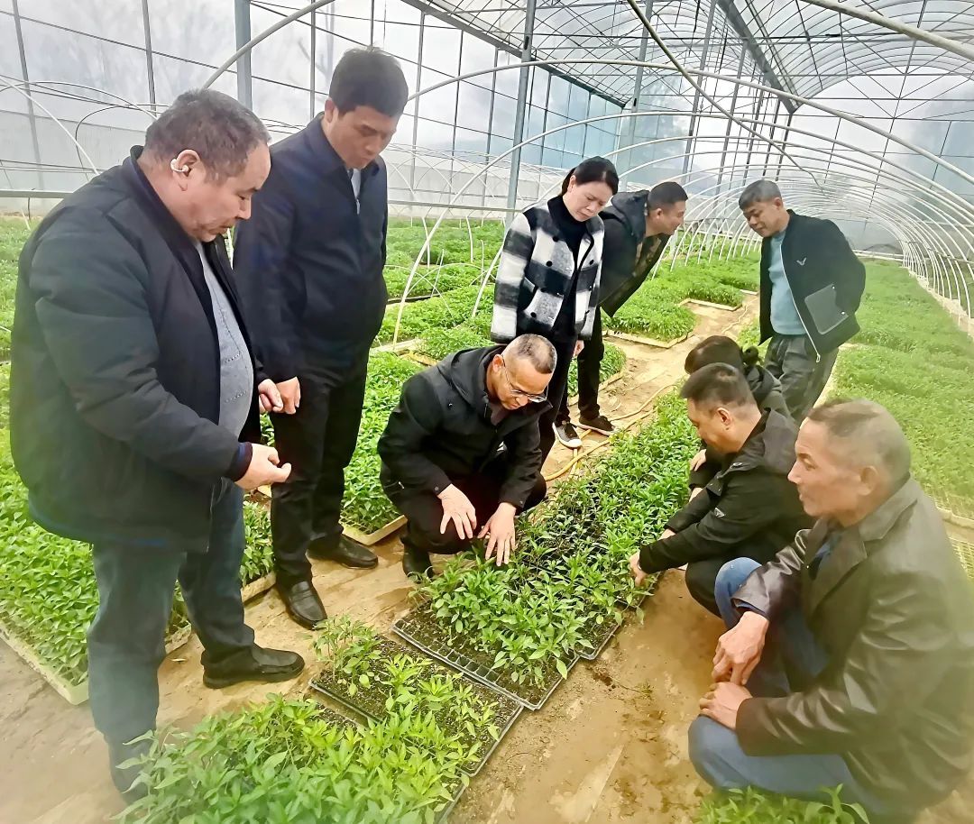 北塔区：做强蔬菜产业 “蔬”写乡村振兴新篇章