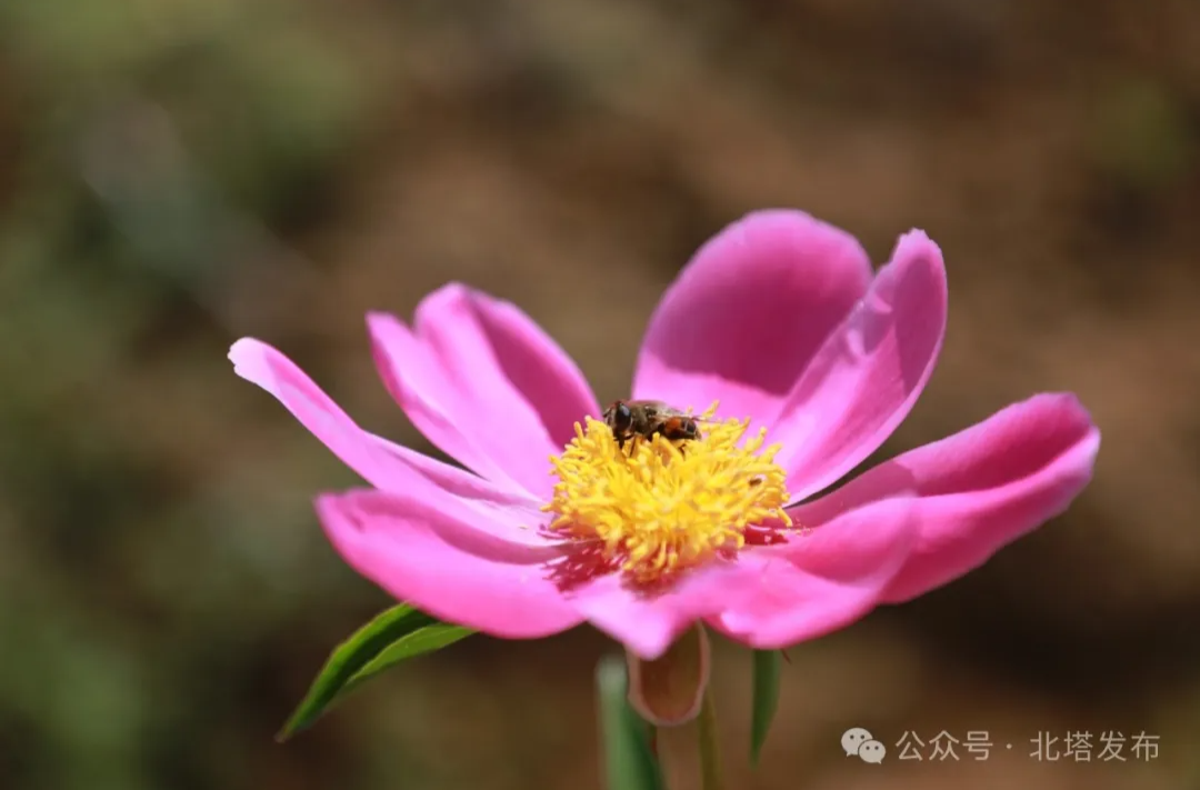 花花花花！邵阳城郊这里的花又开了 好看还能吃