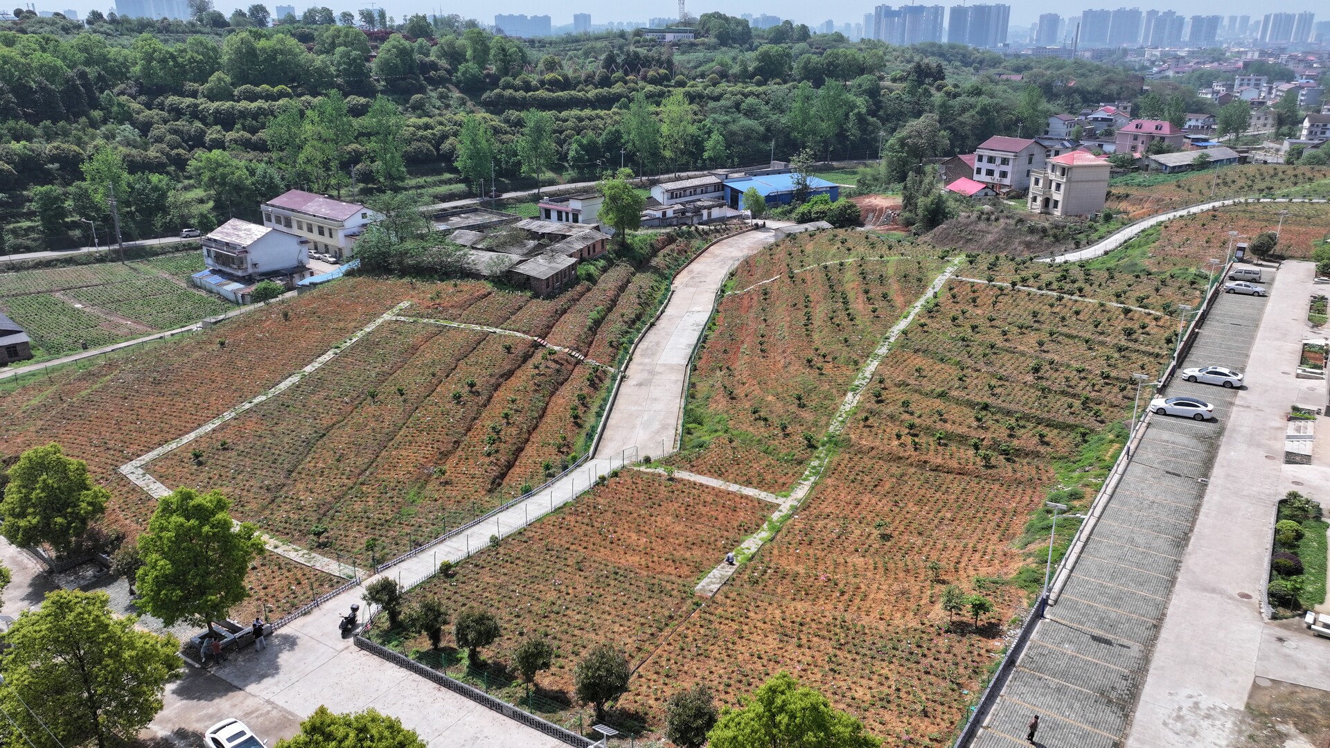 北塔区生态产业发展中心：发展中药材种植 拓宽群众致富路