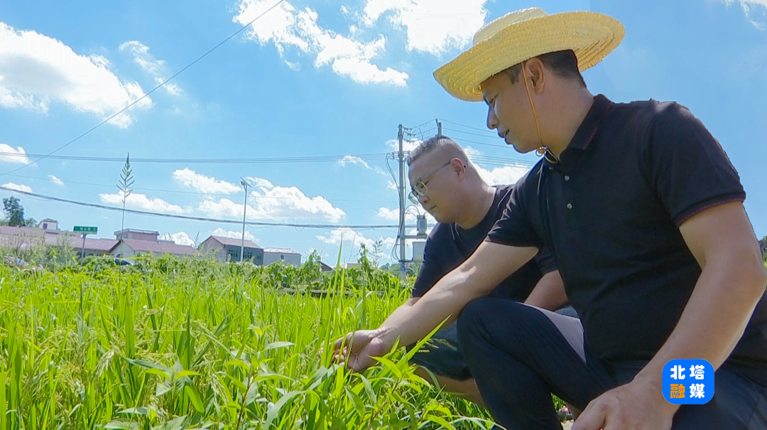 北塔区早稻泛黄丰收在望 农技专家田间护航助丰产