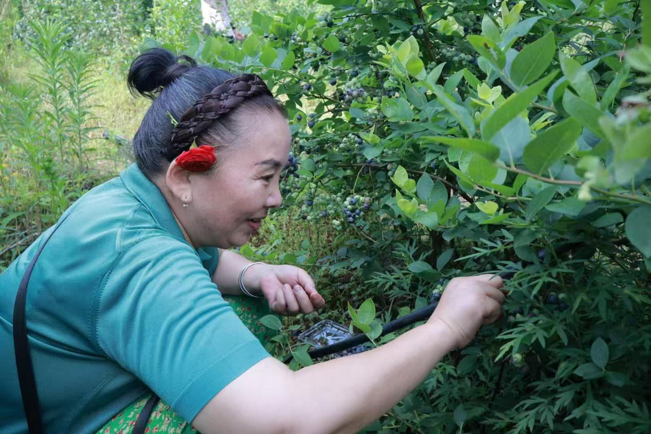 邵阳市北塔区：小蓝莓撬动乡村振兴大产业