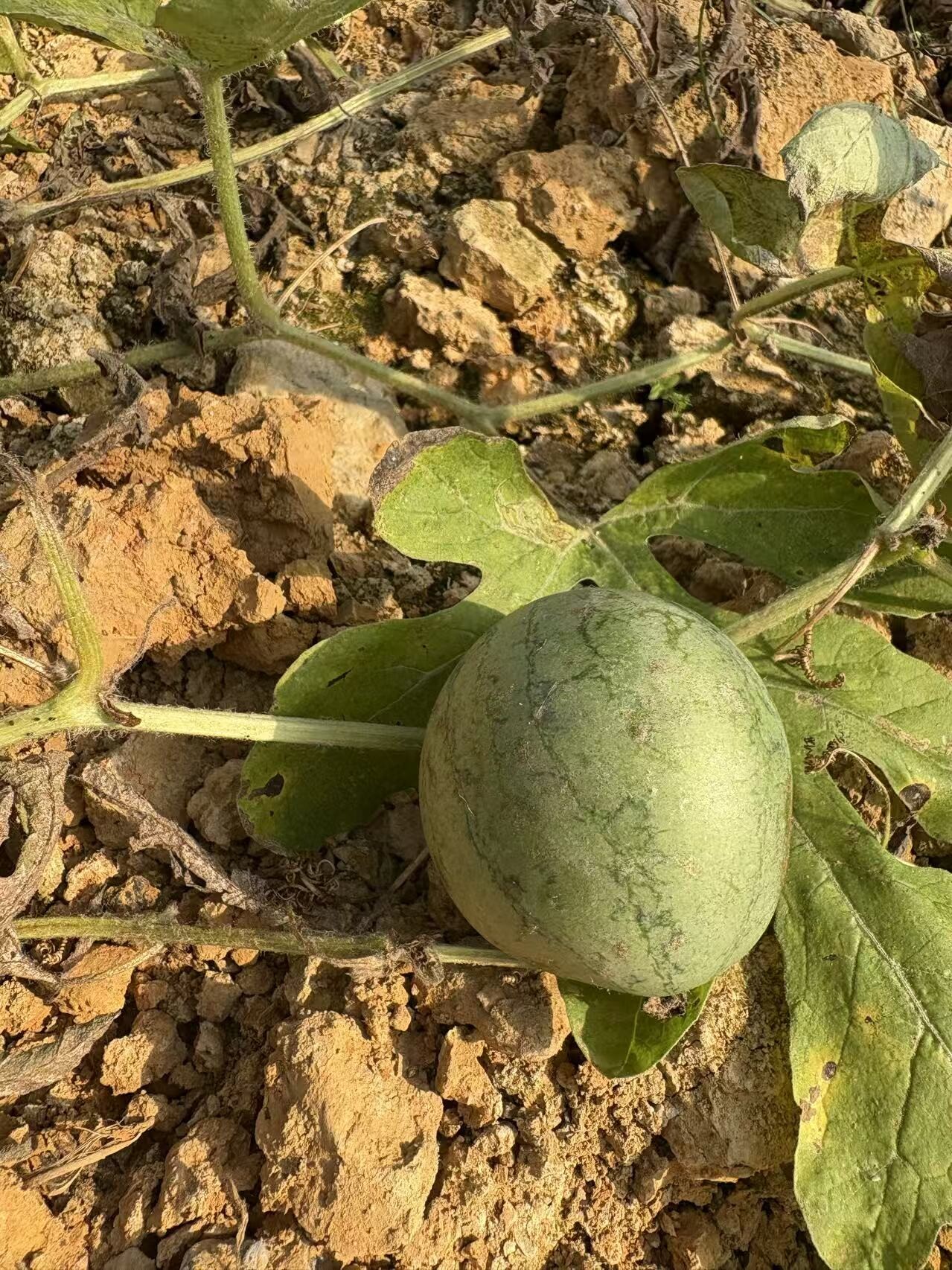 北塔区白田社区：多样化种植实现“一棚多收”