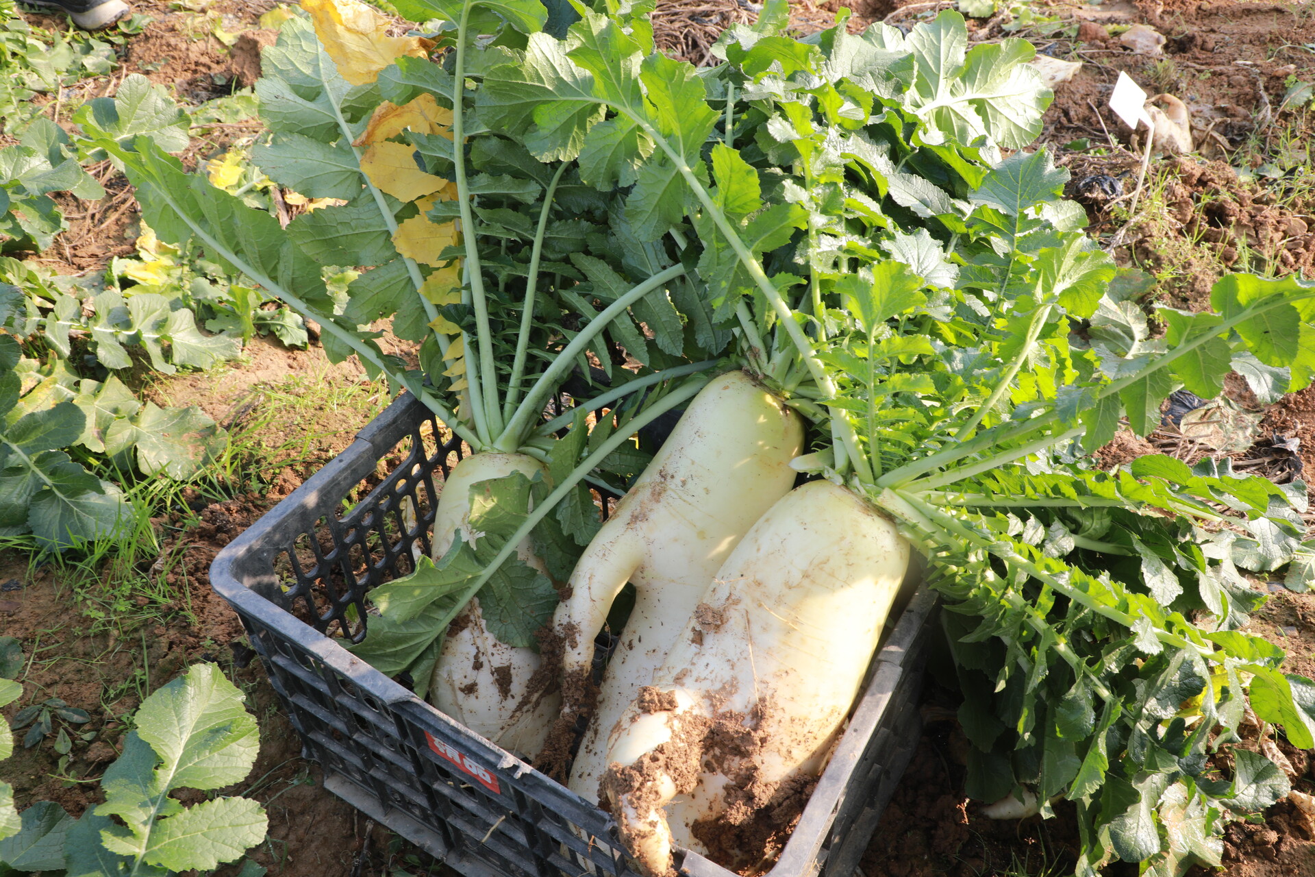 “夏花生冬萝卜”一地两收北塔白田社区念好增收“致富经”