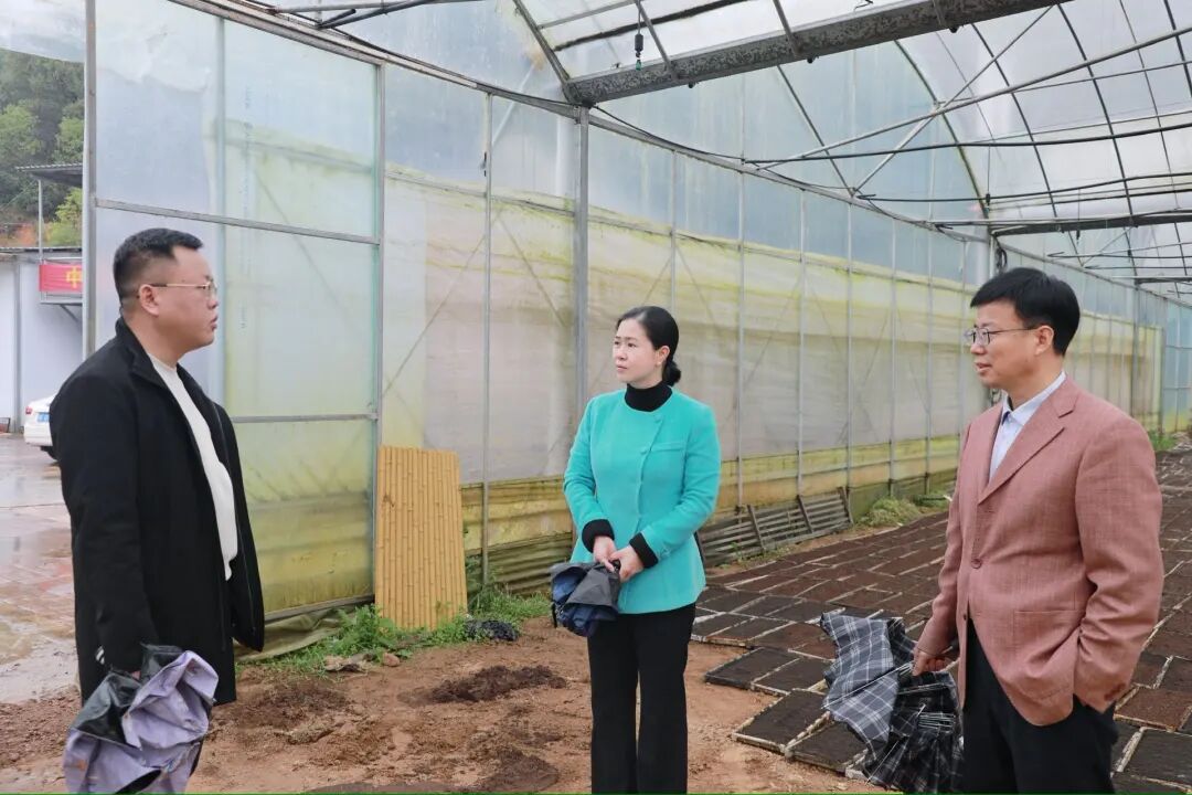 姚文娟深入茶元头街道督导春耕生产及农业项目建设工作
