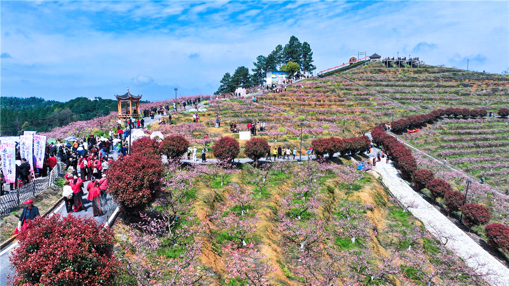 北塔区李子塘村：350亩桃花绽放  引客踏春赏景