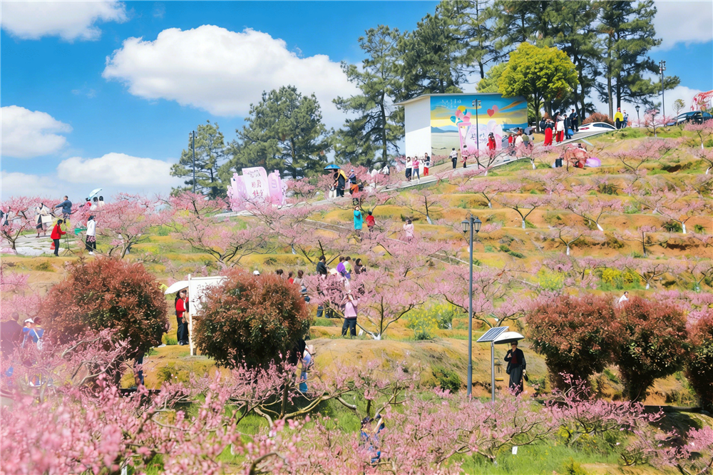 桃鼓和鸣芳满径 党建领航兴山乡
