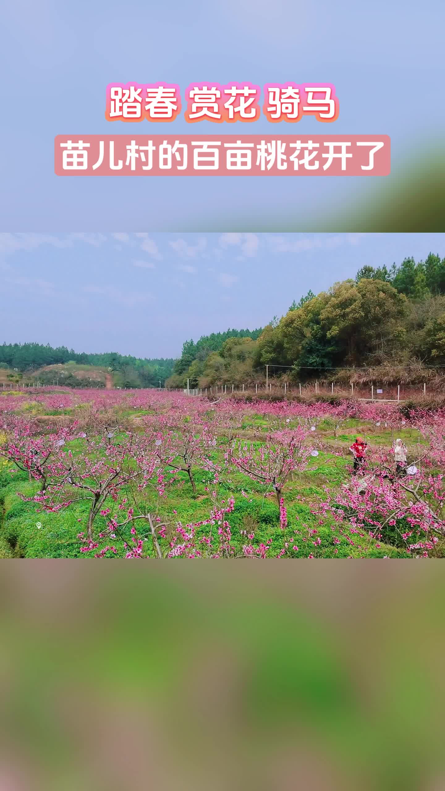 踏春 赏花 骑马 北塔区苗儿村的百亩桃花开了
